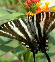 swallowtail_for_web2