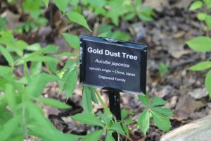 Aucuba-japonica-gold-dust-tree-hillside-label-01