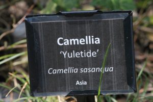 Camellia-sasanqua-yuletide-camellia-hill-label-01