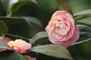 Camellia-sasanqua-yuletide-camellia-hill-part-01