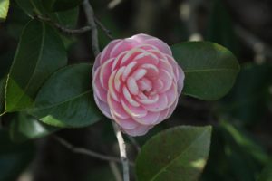 Camellia-sasanqua-yuletide-camellia-hill-part-02