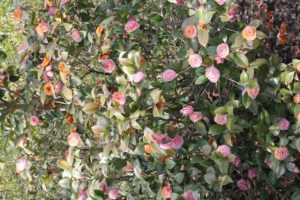 Camellia-sasanqua-yuletide-camellia-hill-whole-01