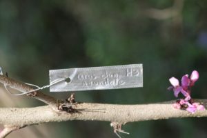 Cercis-chinensis-avondale-hillside-label-01