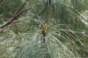 Pinus-wallichiana-zebrina-upper-entry-part-01