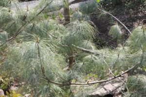 Pinus-wallichiana-zebrina-upper-entry-whole-01