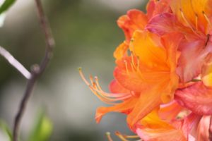Rhododendron-azalea-azalea-hill-AH46-part-01