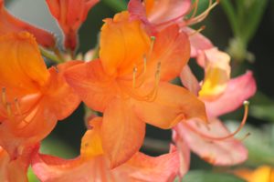 Rhododendron-azalea-azalea-hill-AH46-part-02