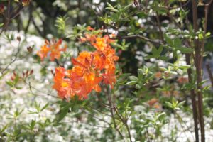 Rhododendron-azalea-azalea-hill-AH46-whole-01