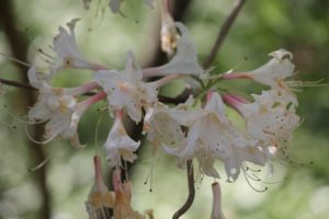 Rhododendron-kosteranum-mollis-azalea-hill-part-01