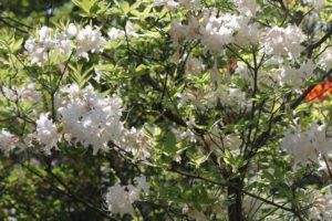 Rhododendron-kosteranum-mollis-azalea-hill-whole-01