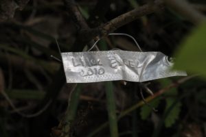 Syringa-hyacinthiflora-excel-azalea-hill-label-01