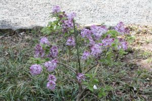 Syringa-hyacinthiflora-excel-azalea-hill-whole-01