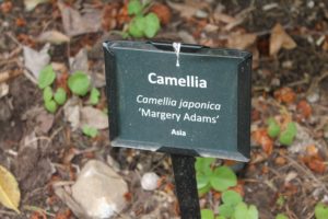 camellia-japonica-margery-adams-little-crowders-label-01
