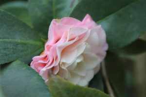 camellia-japonica-margery-adams-little-crowders-part-01