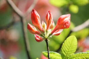 rhododendron-azalea-pavane-azalea-hill-part-01