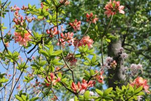 rhododendron-azalea-pavane-azalea-hill-whole-01