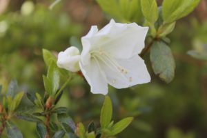 rhododendron-cultivar-upper-entry-part-01
