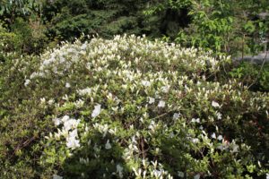 rhododendron-cultivar-upper-entry-whole-01