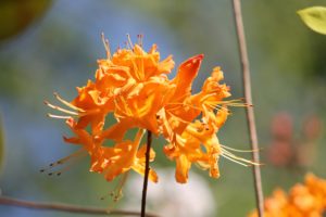 rhododendron-gibraltar-austrinum-azalea-hill-part-02