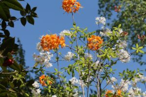 rhododendron-gibraltar-austrinum-azalea-hill-whole-01