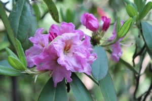 rhododendron-pink-satin-rhodo-hill-part-03