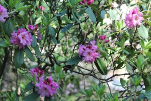 rhododendron-pink-satin-rhodo-hill-whole-01