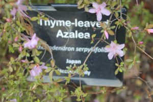 rhododendron-serpyllifolium-winter-walk-label-01