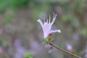 rhododendron-serpyllifolium-winter-walk-part-02