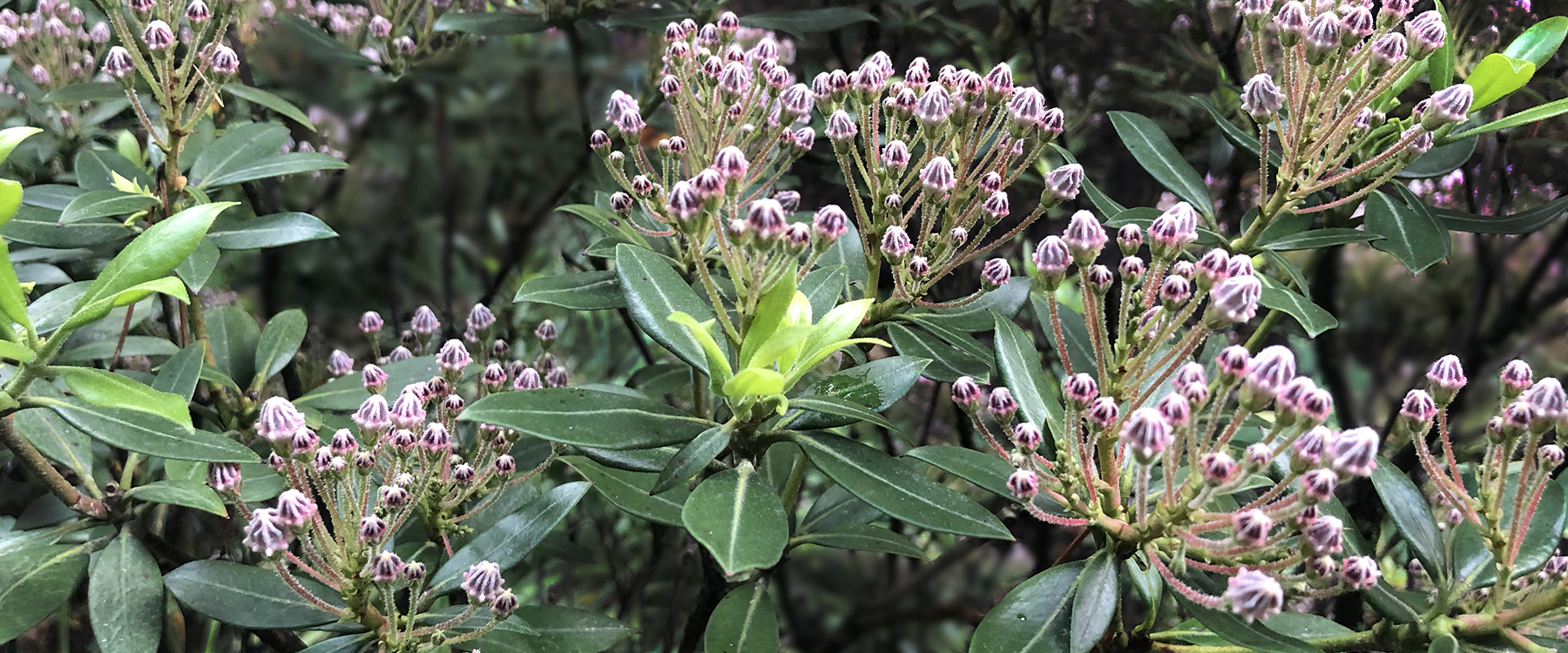 Mountain Laurel