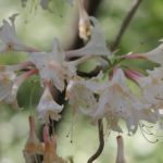 Rhododendron-kosteranum-mollis-azalea-hill-part-01