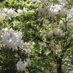 Rhododendron-kosteranum-mollis-azalea-hill-whole-01