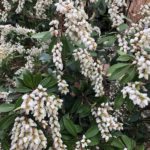 pieris-japonica-x-spring-snow-moon-gate-part