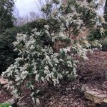 pieris-japonica-x-spring-snow-moon-gate-whole