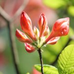 rhododendron-azalea-pavane-azalea-hill-part-01