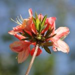 rhododendron-azalea-pavane-azalea-hill-part-02