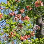 rhododendron-azalea-pavane-azalea-hill-whole-01