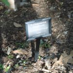 viburnum-carlesii-cayuga-sun-mosaic-north-label-01