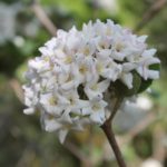 viburnum-carlesii-cayuga-sun-mosaic-north-part-01