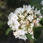 viburnum-carlesii-cayuga-sun-mosaic-north-part-02