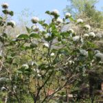 viburnum-carlesii-cayuga-sun-mosaic-north-whole-01