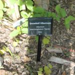 viburnum-macrocephallum-winter-walk-label-01