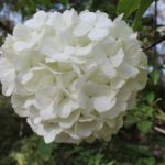 viburnum-macrocephallum-winter-walk-part-01
