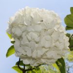 viburnum-macrocephallum-winter-walk-part-02
