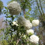 viburnum-macrocephallum-winter-walk-whole-01