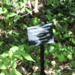 viburnum-x-burkwoodii-conoy-pond-label-01