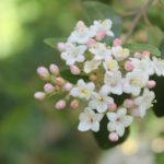 viburnum-x-burkwoodii-conoy-pond-part-01