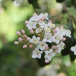 viburnum-x-burkwoodii-conoy-pond-part-02