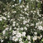 viburnum-x-burkwoodii-conoy-pond-whole-01