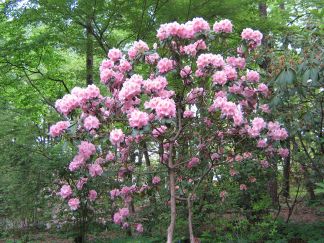 Van Landingham Glen | Rhododendron 'Scintillation' #2